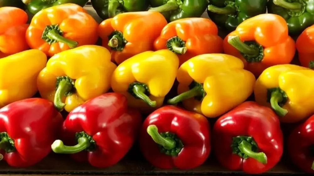 Export bell pepper indicators