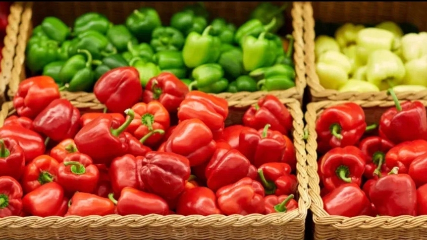 All kinds of sweet peppers for export in Khademi Trading