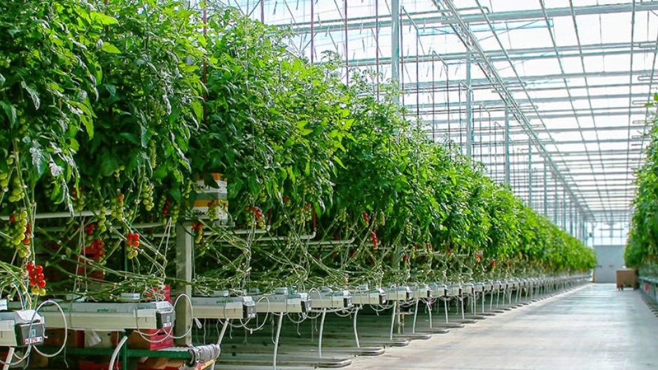 Voled Khani greenhouse, all types of industrial greenhouse structures