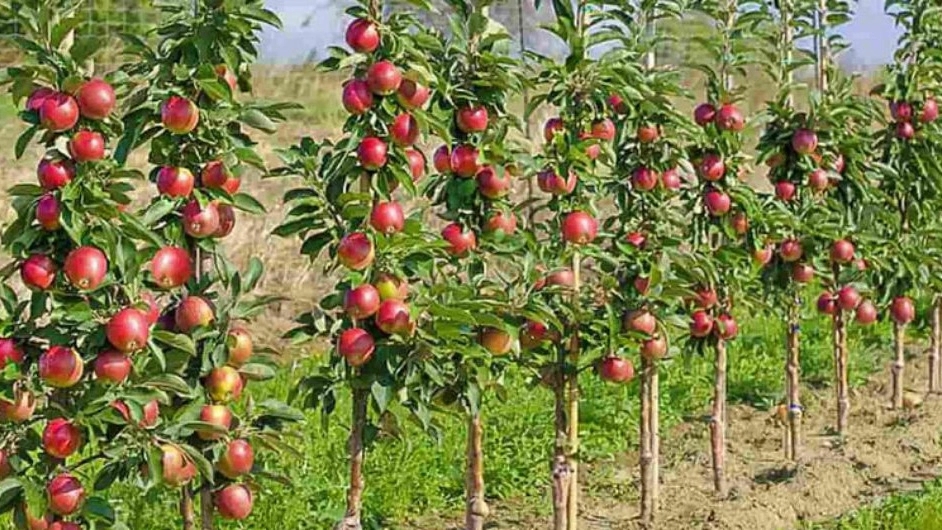 Green Nature Nursery, production of walnut and fruit seedlings in Karaj
