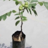 Green Nature Nursery, production of walnut and fruit seedlings in Karaj