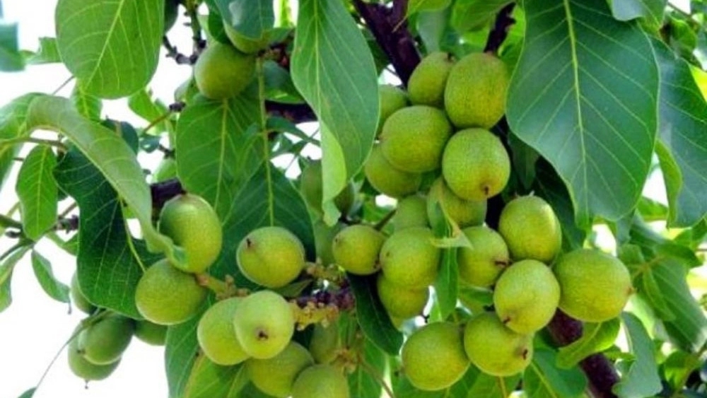 فروش نهال گردو در کرج