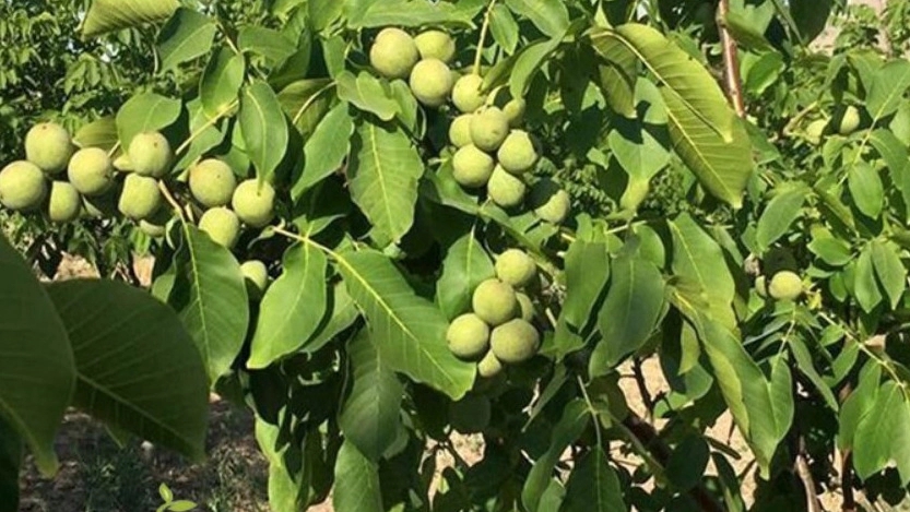 Sale of walnut seedlings in Karaj