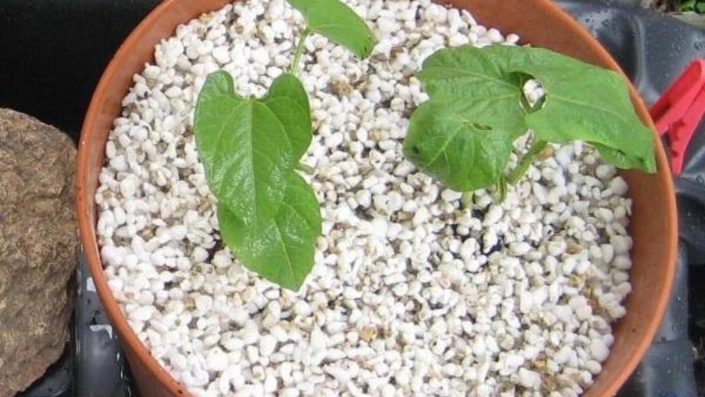 Perlite production in Urmia