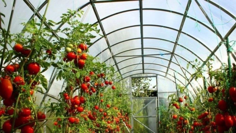 Mahmoudi greenhouse fruit export