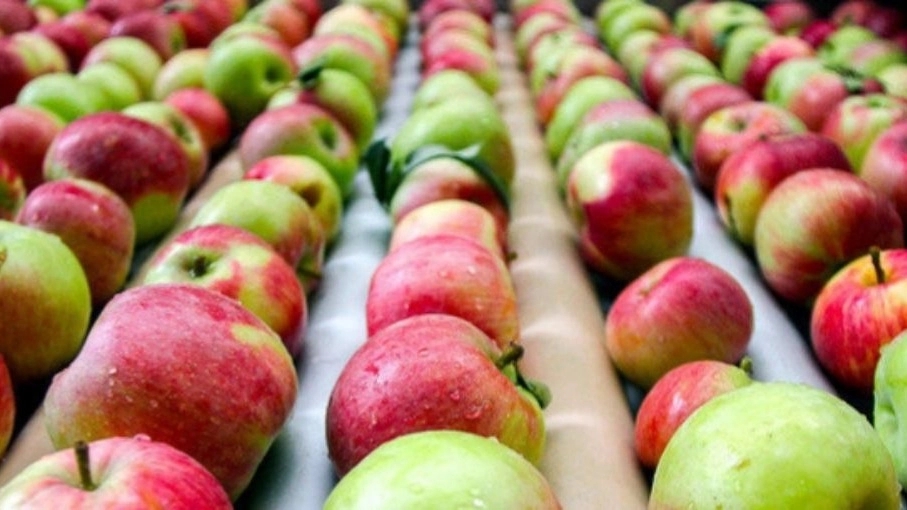 Export of apple, tomato and sour lemon in Isfahan