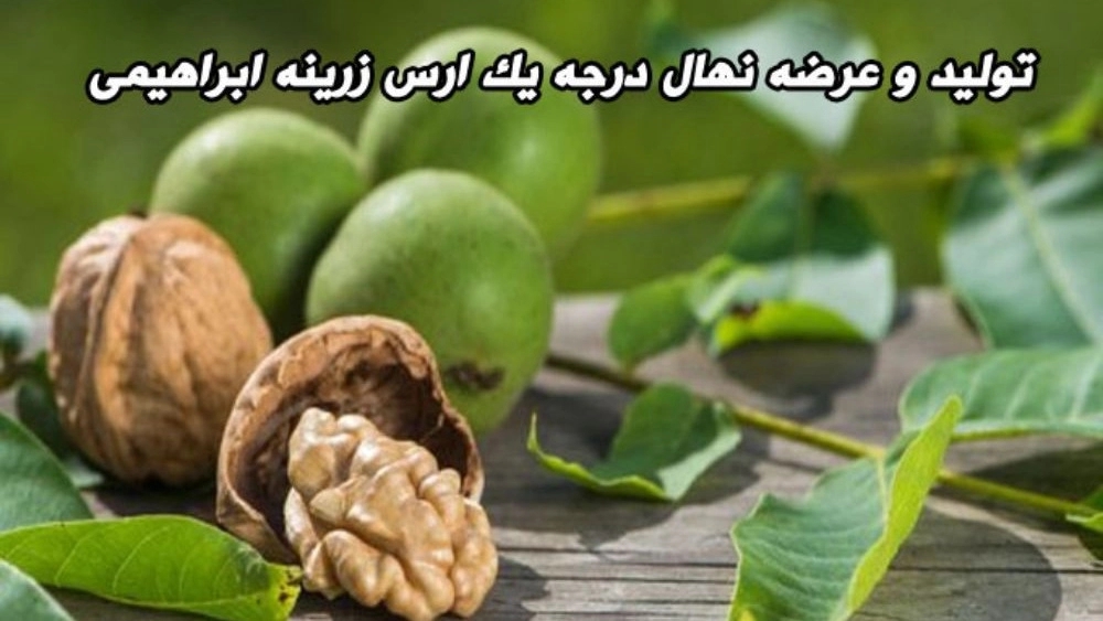 Aras Zarineh nursery, sale of walnut, apricot, peach and apple seedlings in Miandoab