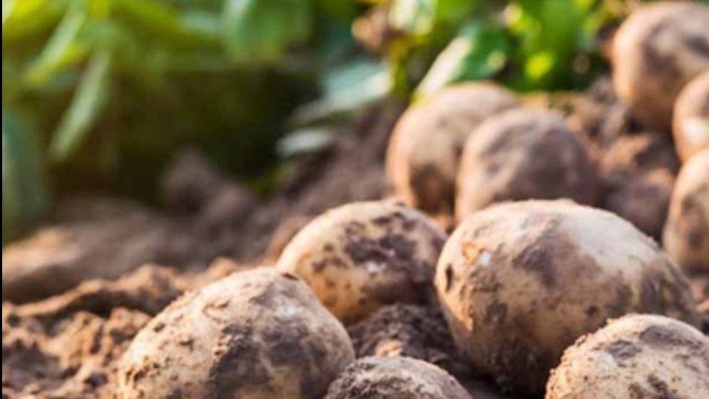 Wholesale buying and selling of Kamali potatoes and onions in Kerman