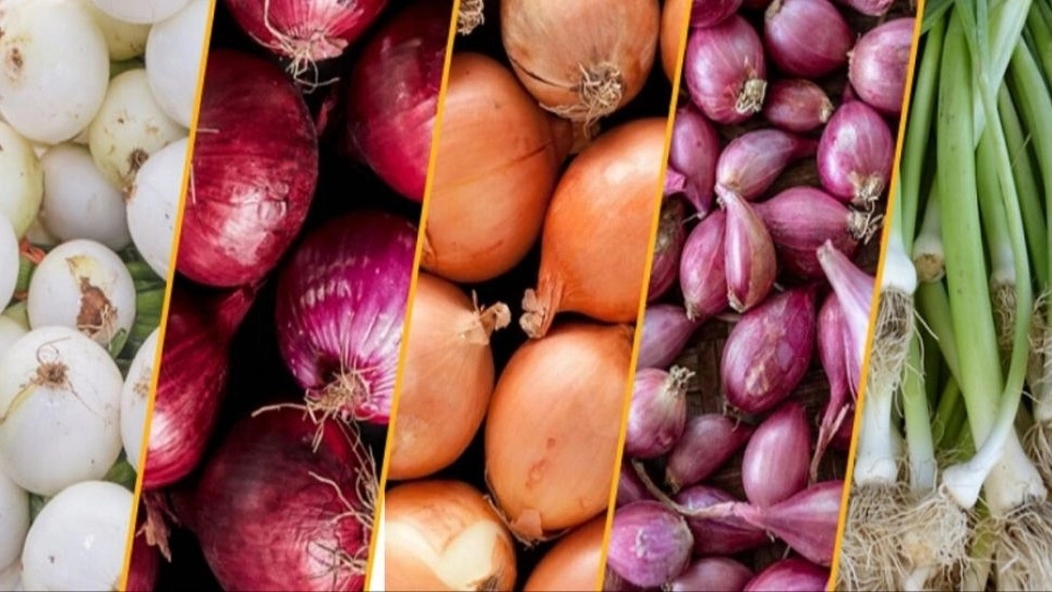 Properties of onion types and their colors