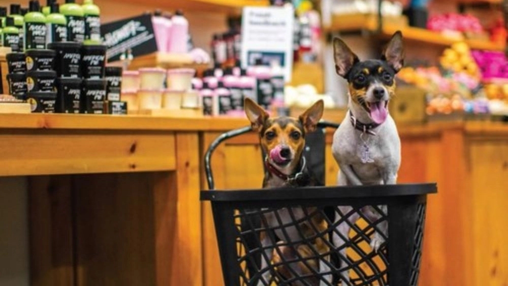 Shiraz pet shop