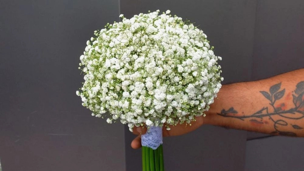 Marian Flower, sale and distribution of all kinds of ornamental and apartment flowers in Rasht