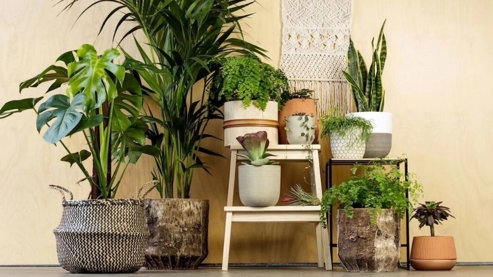 Selling all kinds of ornamental and apartment flowers in Rasht