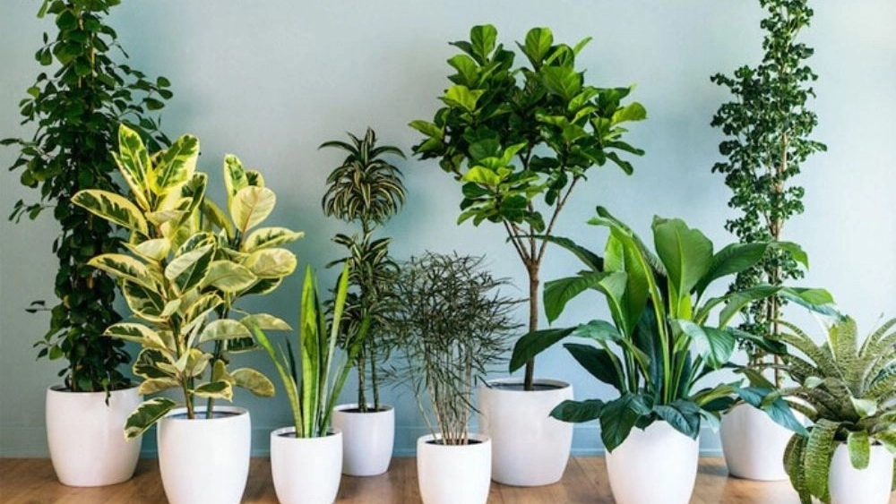 Selling all kinds of ornamental and apartment flowers in Rasht
