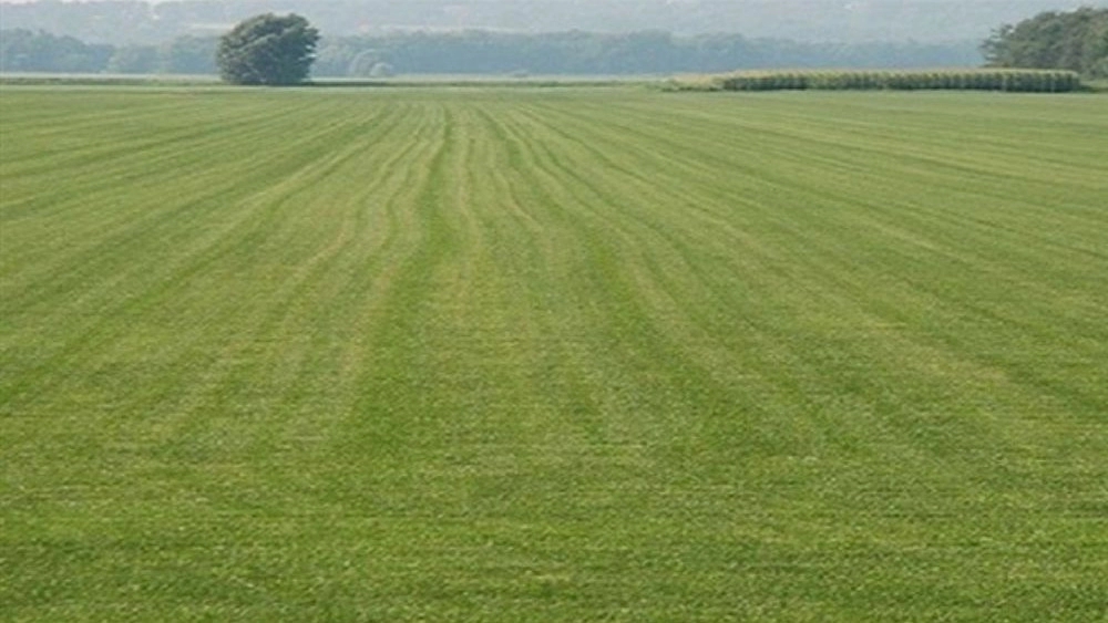 Buying land in Gilan at Mollai Real Estate Consultant
