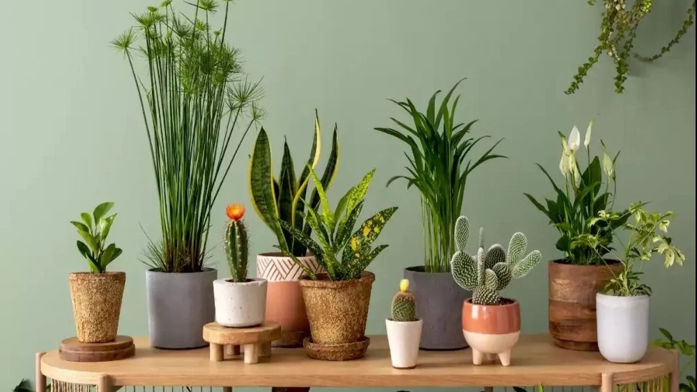 گل های آپارتمانی در گلخانه اکسیژن