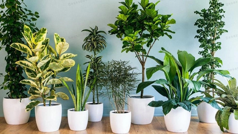 Indoor flowers in the oxygen greenhouse