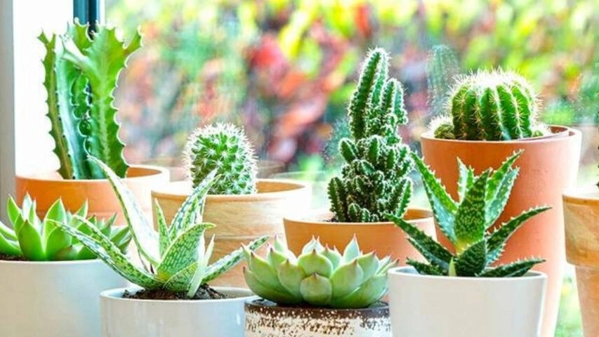 Types of home cactus for indoors