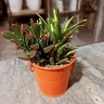 Oxygen Greenhouse, production and sale of all kinds of flowers and plants in Karaj