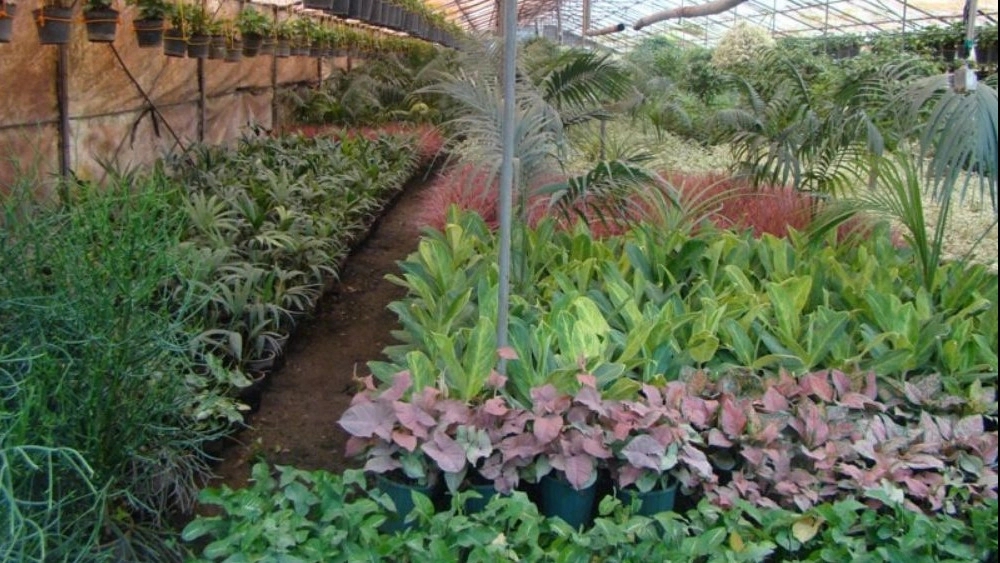 Erica's Greenhouse, selling all kinds of branched and potted flowers in Rasht