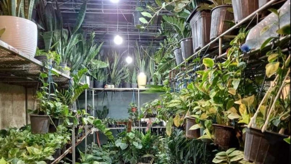 Buy a suitable pot from Erika Greenhouse