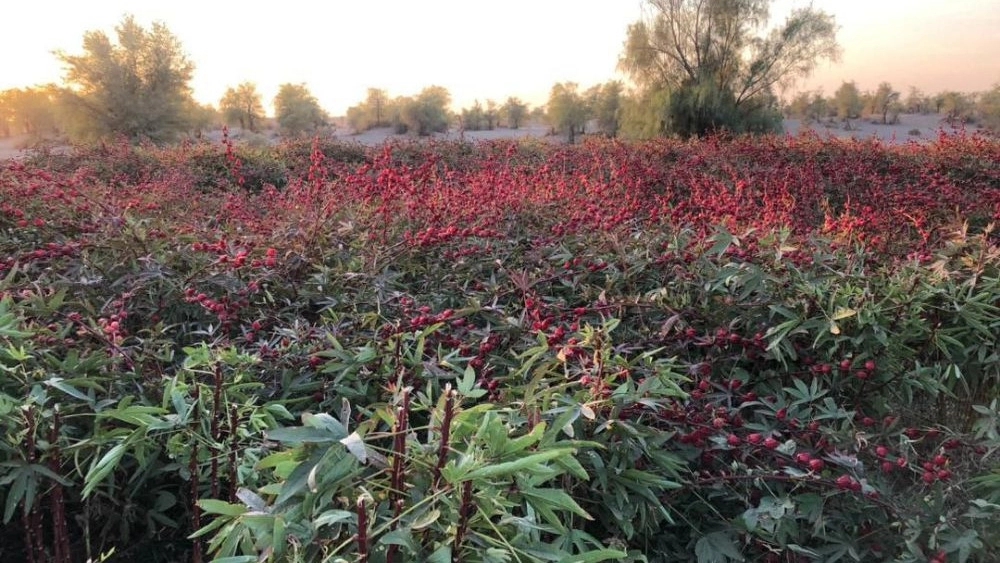 Sour tea farms in Kerman and exports to Gulf countries