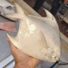 South fish store, sale of shrimp and lobster marine products in Bushehr