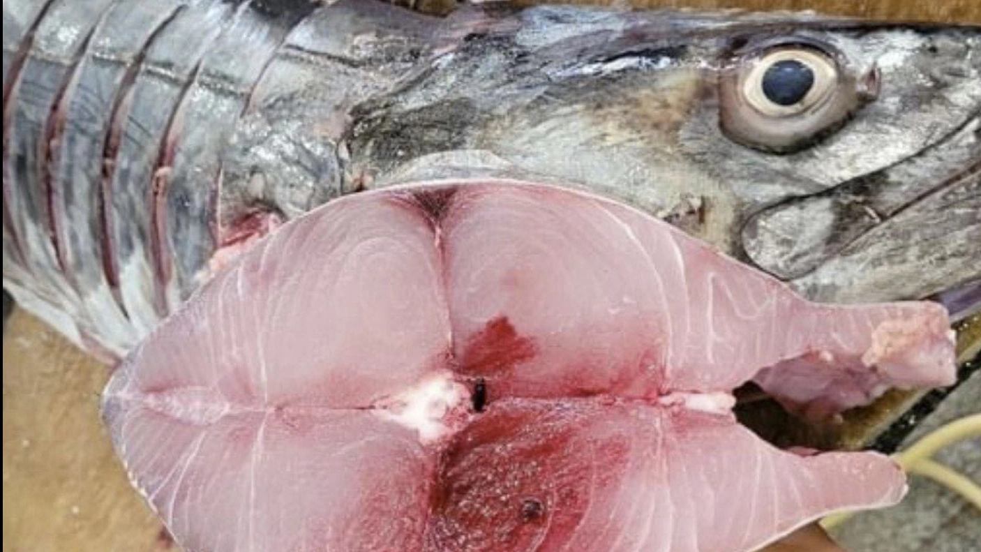 South fish store, sale of shrimp and lobster marine products in Bushehr