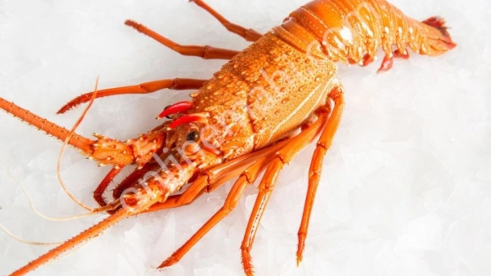 Lobster sales center in Bushehr