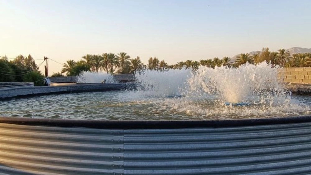 Inexpensive fish breeding pond