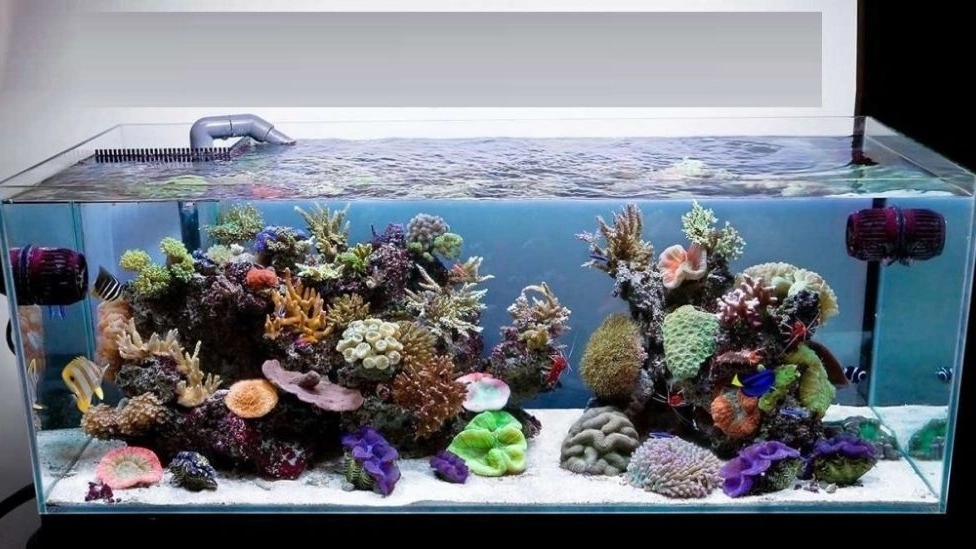 Construction of a saltwater aquarium in Ahvaz