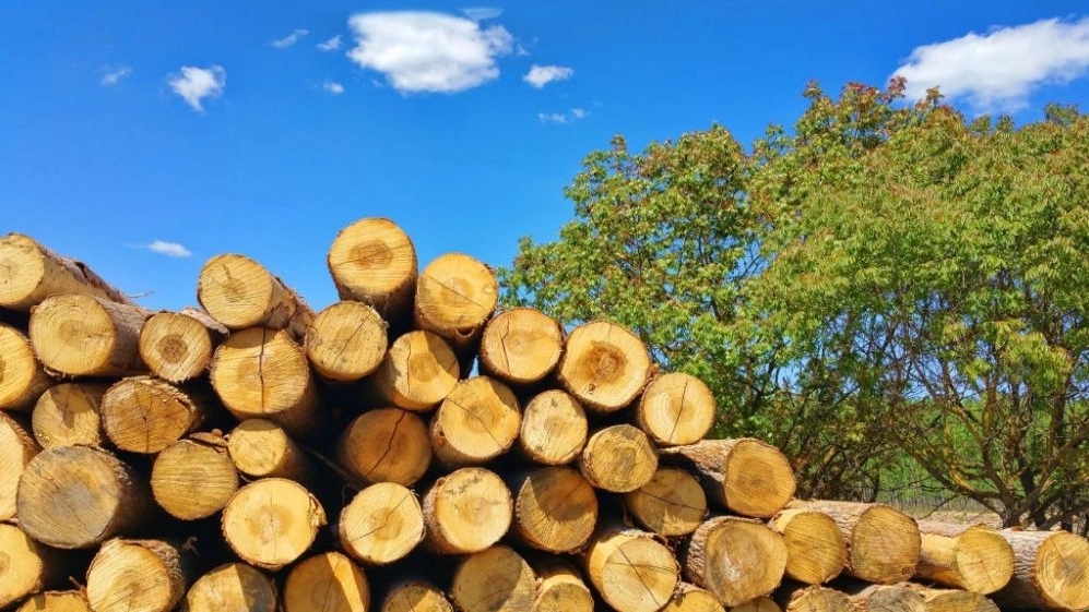 Ain Elahi wood shop, sale of white fir wood in Sera Monastery, Gilan