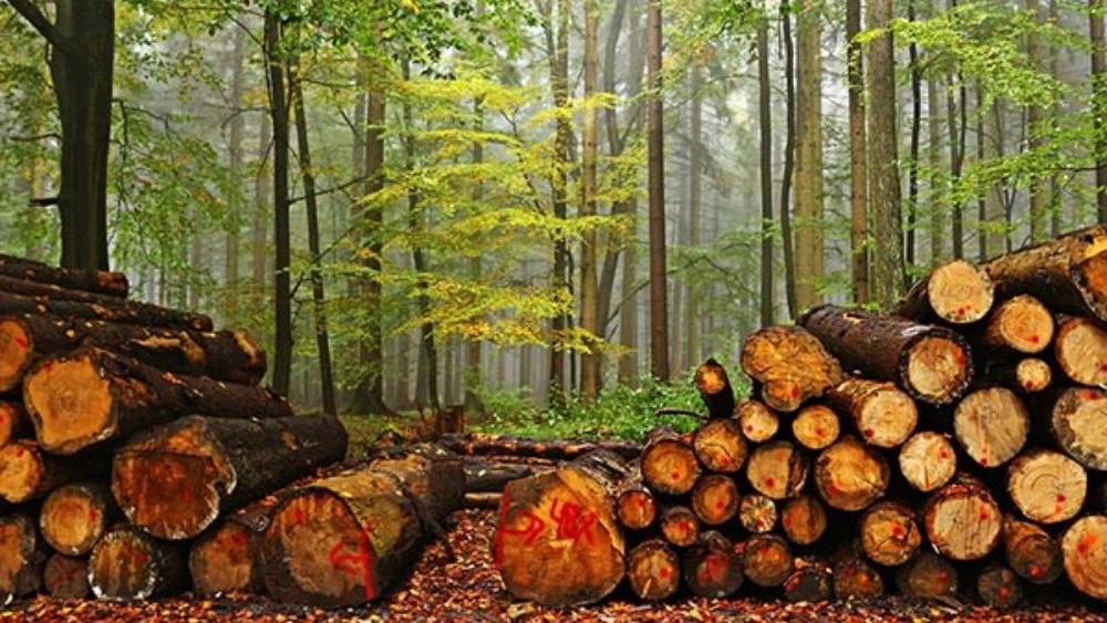 Uses and benefits of fir wood