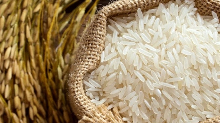 Sorting Alavi rice, selling Tarem Hashemi Iranian rice in Mahmoudabad, Mazandaran