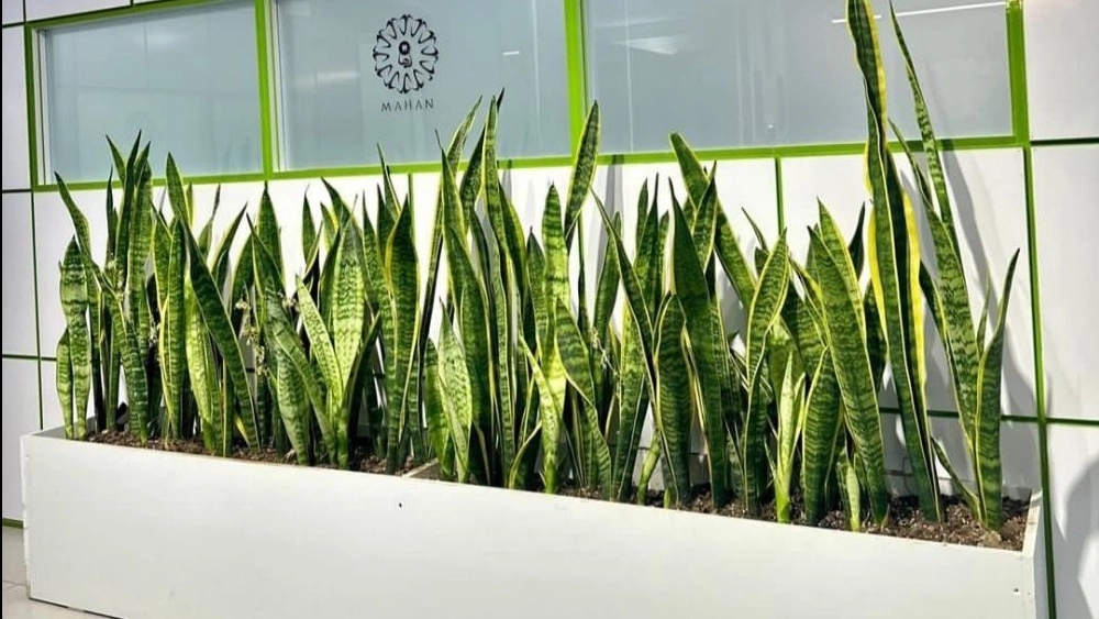 BNDPlant, sale of potted houseplants in Bandar Abbas
