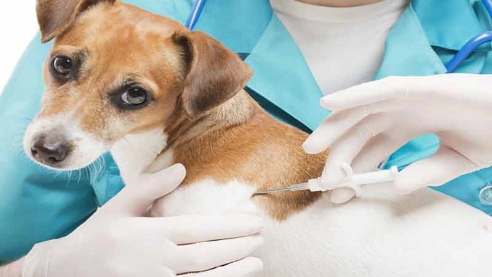 Isfahan veterinary laboratory