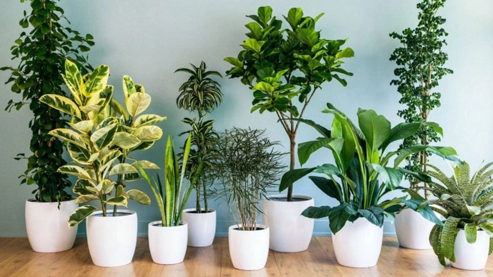Selling houseplants in Bandar Abbas
