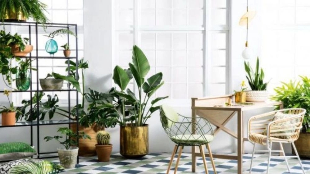 Keeping all kinds of houseplants