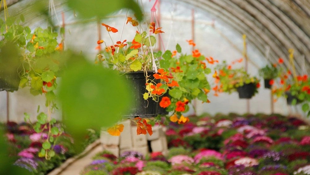 Greenhouse plastic pot in Pakdasht