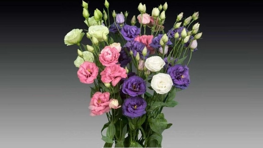 Flowers suitable for bouquets