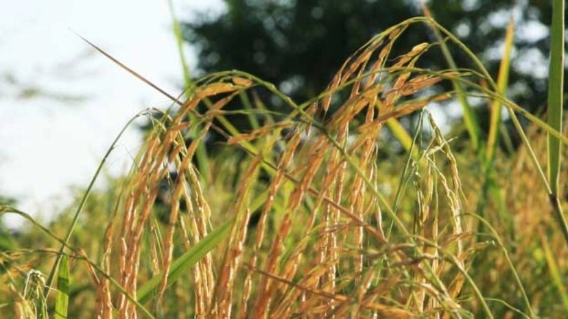 Hashemi rice is sold in the form of half grains and carcasses