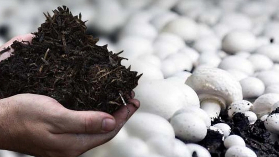 What is compost and what are its benefits?