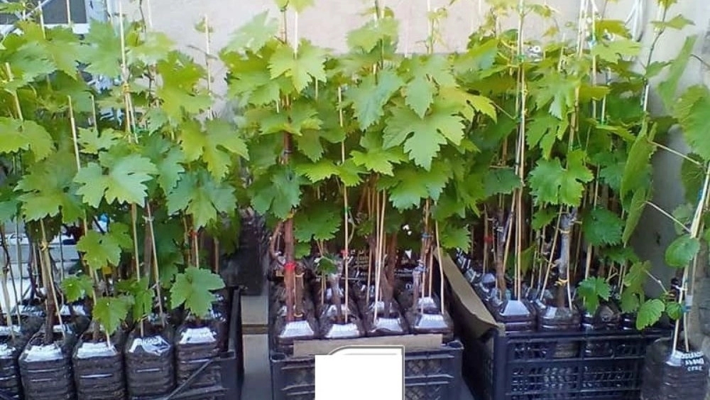 Sale and distribution of seedlings in Tabriz