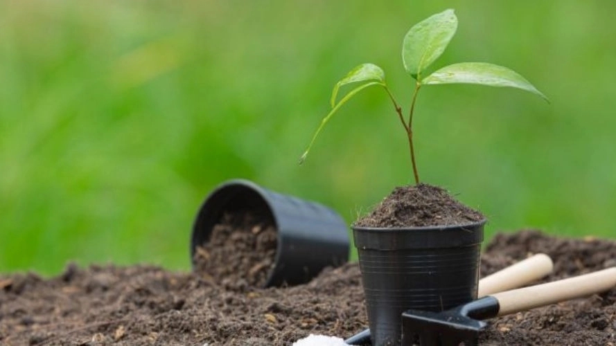 Sabz Sharifi hardworking nursery in Tabriz