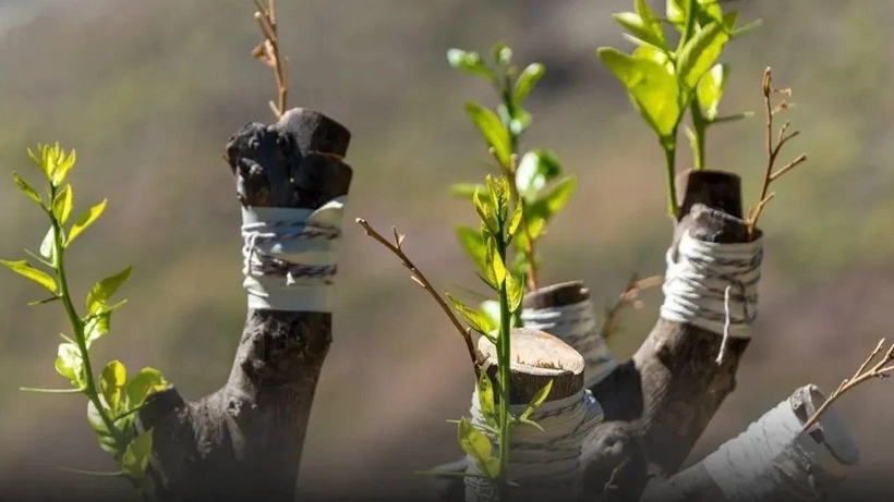 Selling fruit seedlings of West Azerbaijan