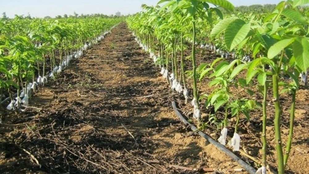 Sale of modified seedlings in Meshkin, Ardabil city