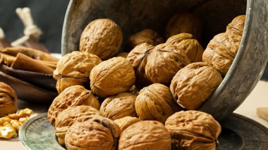 Distribution of walnut kernels in Bushehr