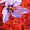 Ghasemi saffron, wholesale sale and export of saffron in Razavi Khorasan