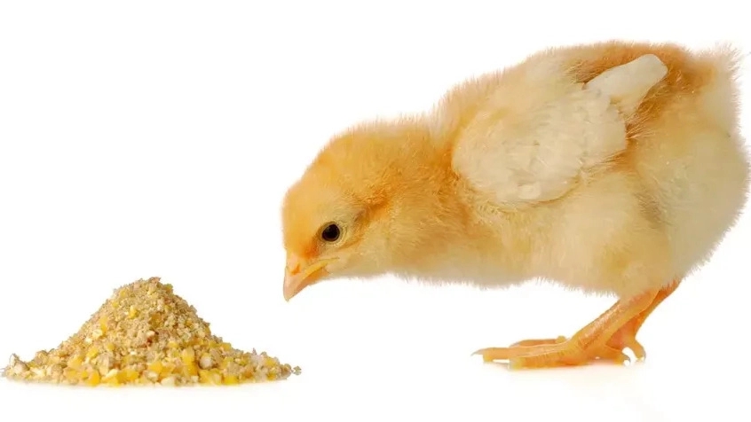 Types of feeding chickens
