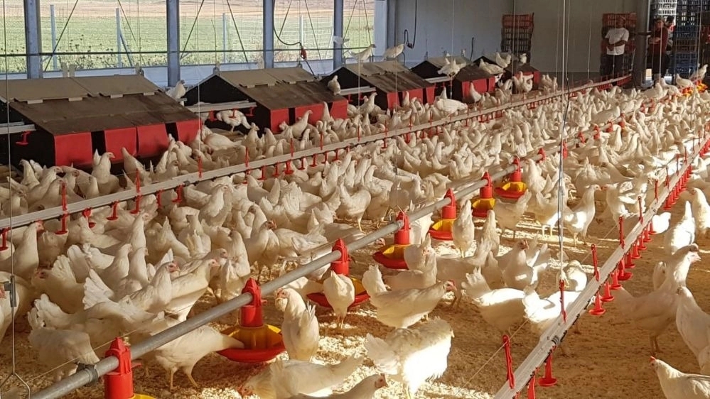 Selling broiler and egg laying equipment in Qazvin