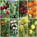 Kerami luxury nursery, production and sale of fruitful and non-fruitful seedlings in West Azarbaijan cash